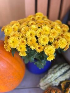 Bright yellow mums (flowers) in a blue pot with a pumpkin on the left and some small gourds in front of them.