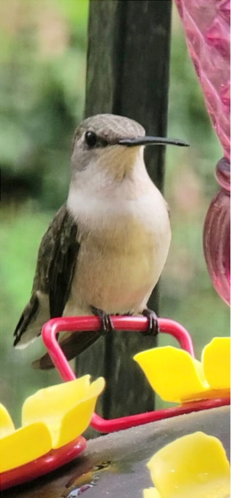 Hummingbird perching on Karen's feeder.