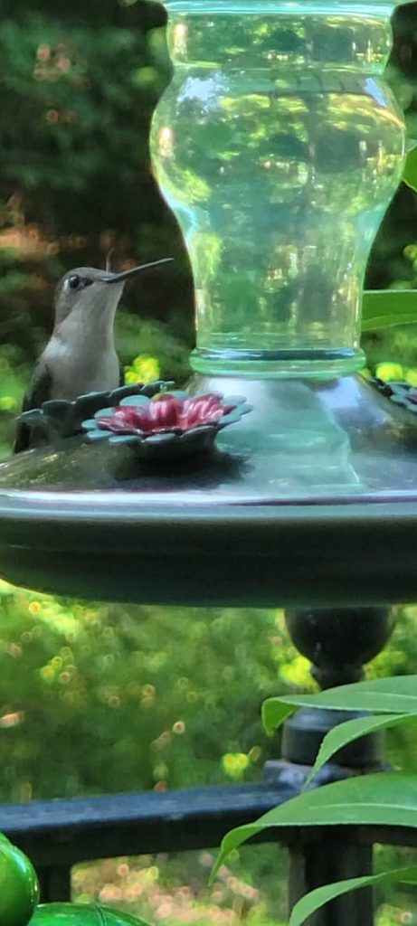 Hummingbird perching on Karen's feeder.
