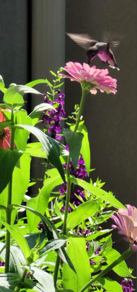 A hummingbird feeding from a pink flower