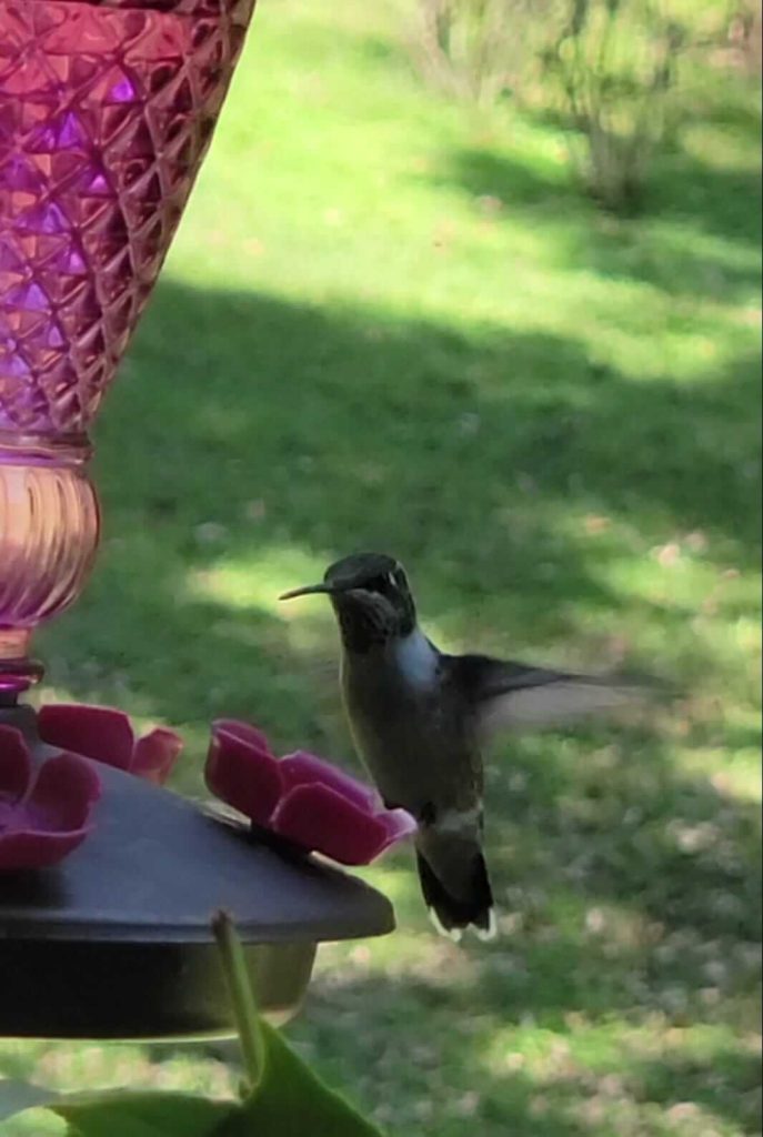Hummingbird perching on Karen's feeder.